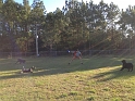 Kids_DogParkwMrB (3)